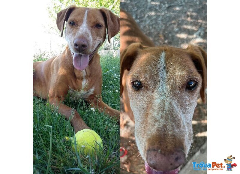 Whisky Dolcissimo Nonnino - Foto n. 1