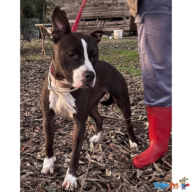 Camilla Dolce Cucciola Amstaff 8 mesi Cerca Adozione - Foto n. 1