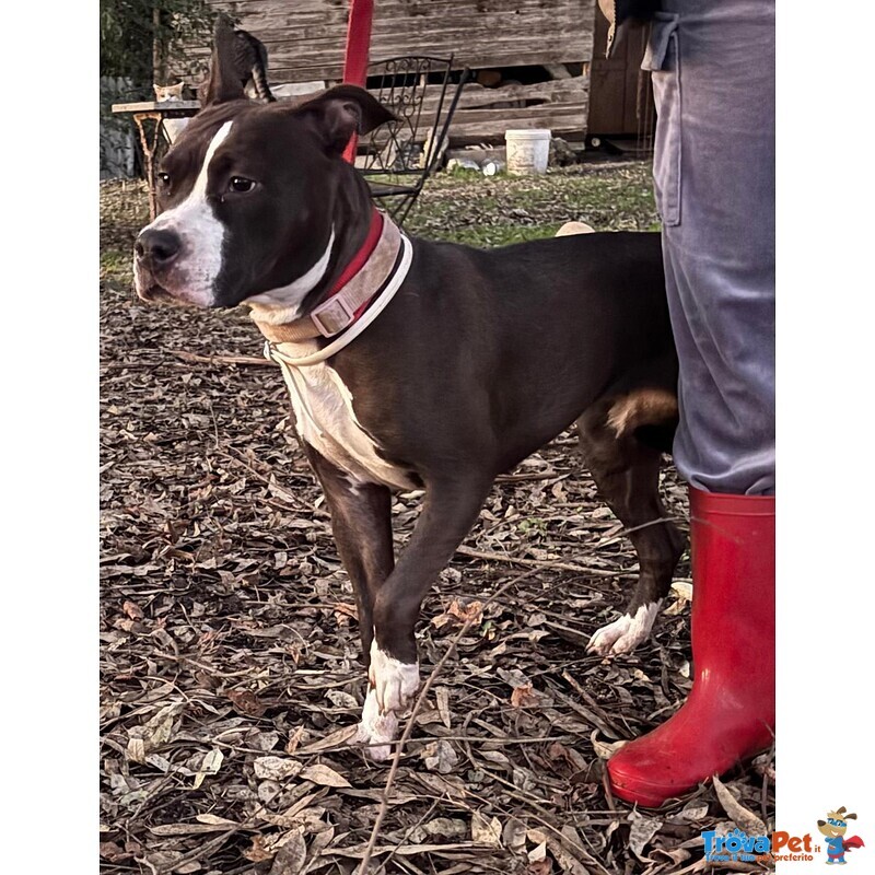 Camilla Dolce Cucciola Amstaff 8 mesi Cerca Adozione - Foto n. 2