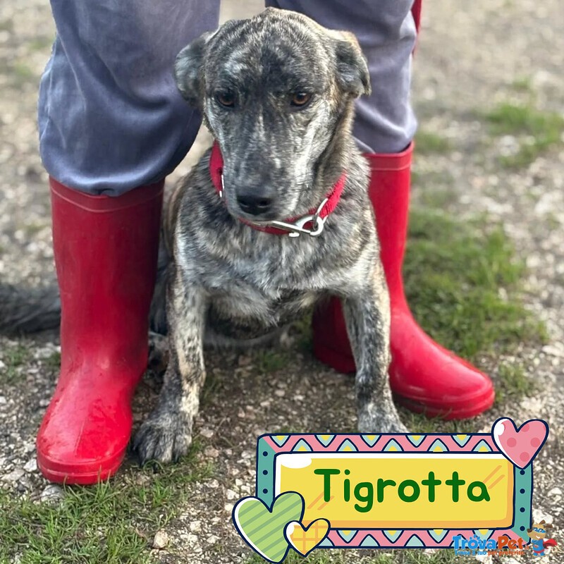 Tigrotta Dolce Cucciolina Taglia Medio Piccola Cerca Adozione - 10 Mesi - Foto n. 1