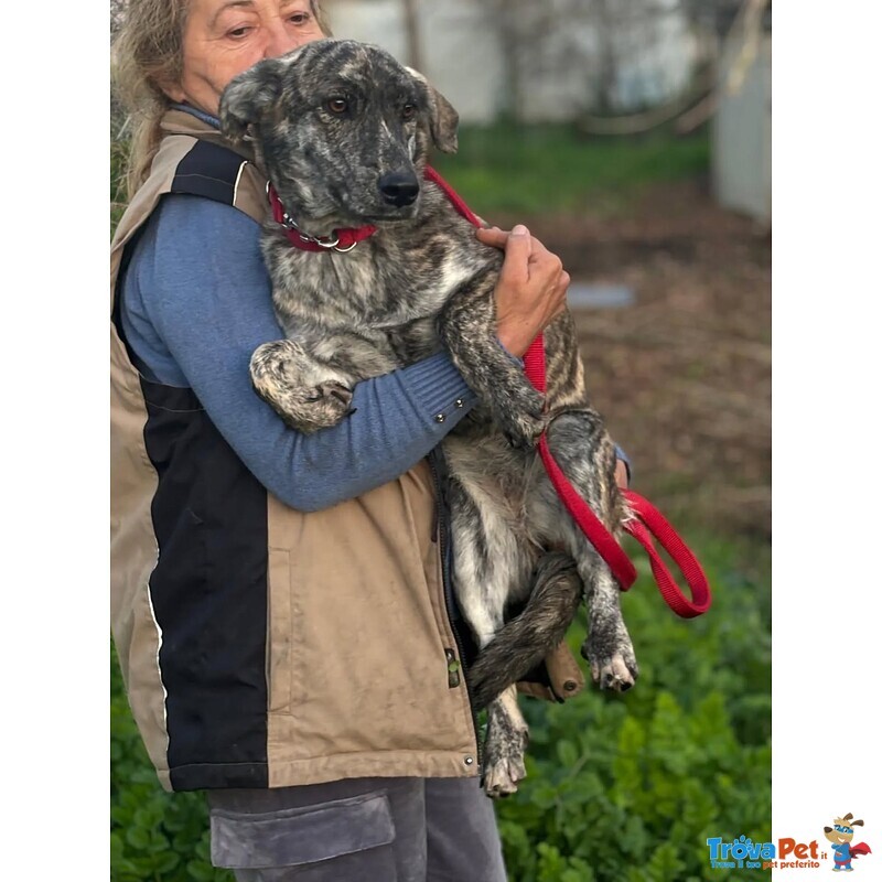 Tigrotta Dolce Cucciolina Taglia Medio Piccola Cerca Adozione - 10 Mesi - Foto n. 2