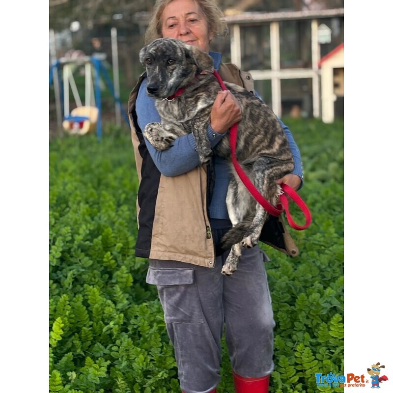 Tigrotta Dolce Cucciolina Taglia Medio Piccola Cerca Adozione - 10 Mesi - Foto n. 3