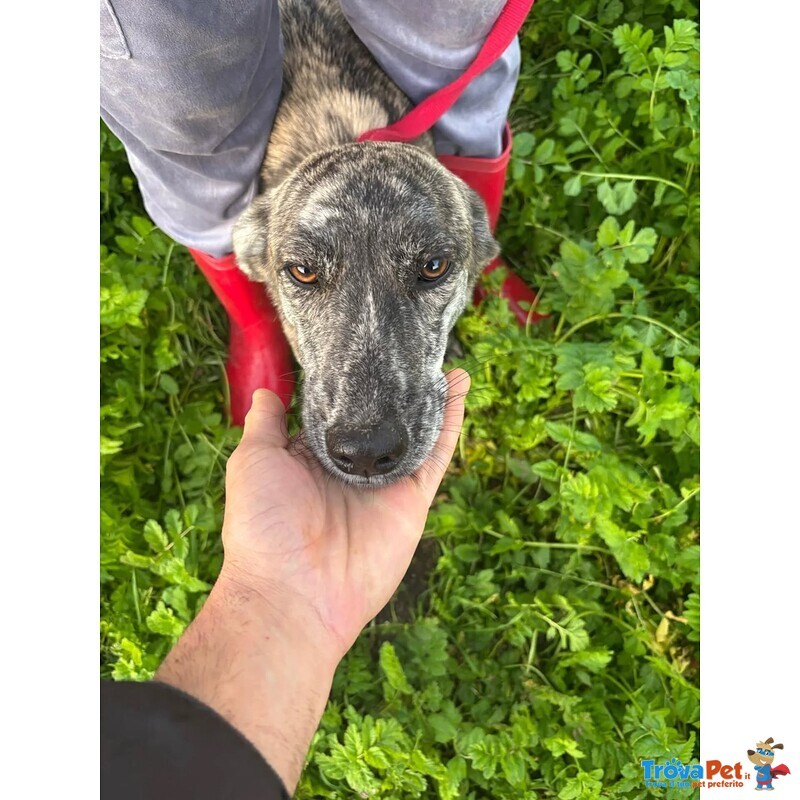 Tigrotta Dolce Cucciolina Taglia Medio Piccola Cerca Adozione - 10 Mesi - Foto n. 4