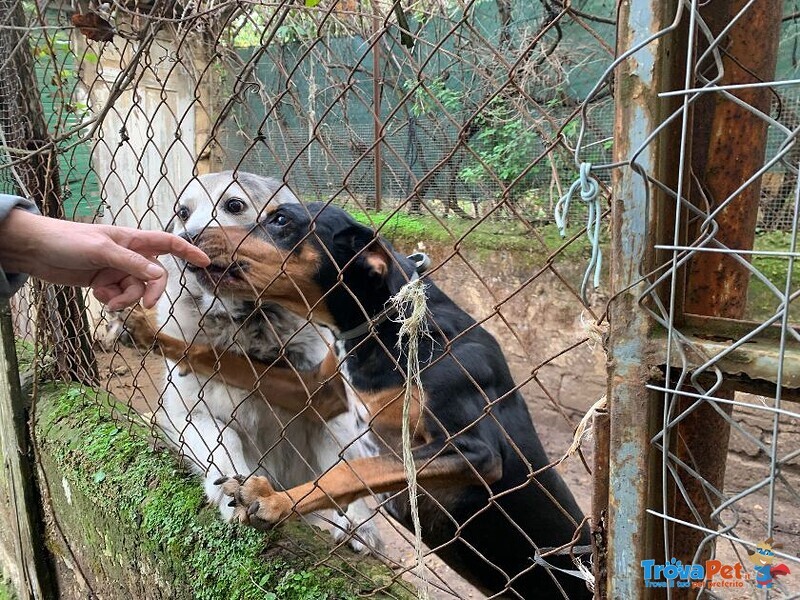 Fritz 5-6anni Dolce Segugio - Foto n. 1