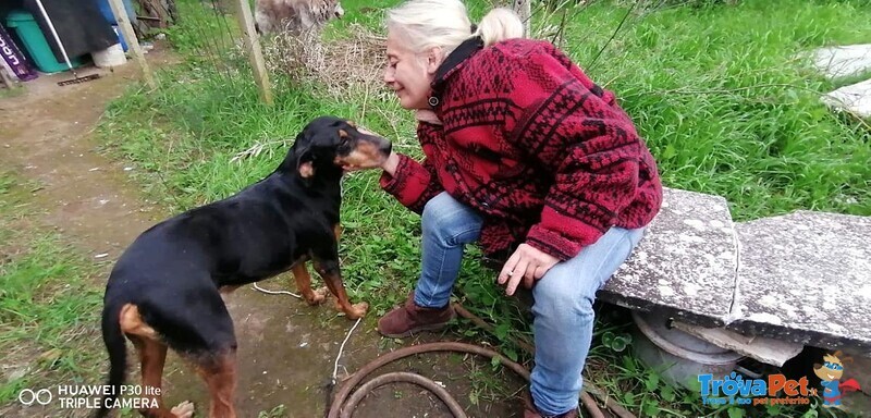 Fritz 5-6anni Dolce Segugio - Foto n. 4