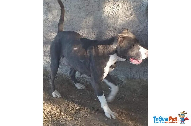 Orchidea 3-4anni Brava e Dolce con Tutti! - Foto n. 1