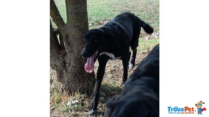 Galileo Giovane Buono e Simpatico - Foto n. 3