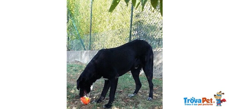 Galileo Giovane Buono e Simpatico - Foto n. 4