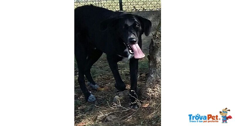 Galileo Giovane Buono e Simpatico - Foto n. 5