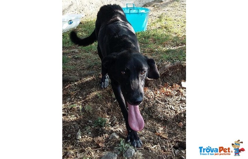 Galileo Giovane Buono e Simpatico - Foto n. 7