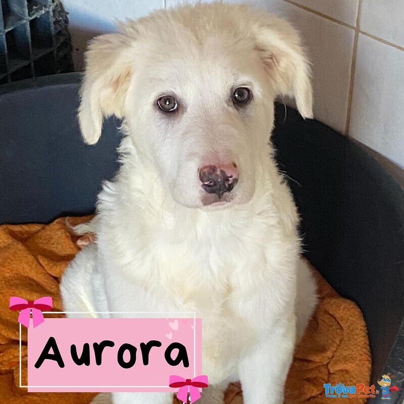 Aurora Dolce Cucciolotta 5 mesi Cerca casa - Adozione Canile di Latina - Foto n. 1
