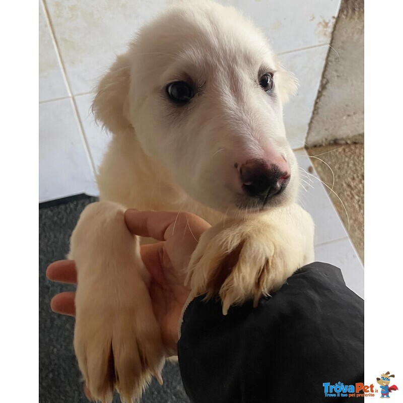 Aurora Dolce Cucciolotta 5 mesi Cerca casa - Adozione Canile di Latina - Foto n. 4