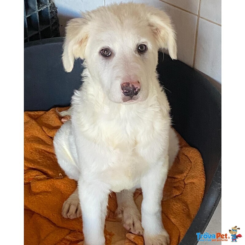 Aurora Dolce Cucciolotta 5 mesi Cerca casa - Adozione Canile di Latina - Foto n. 5