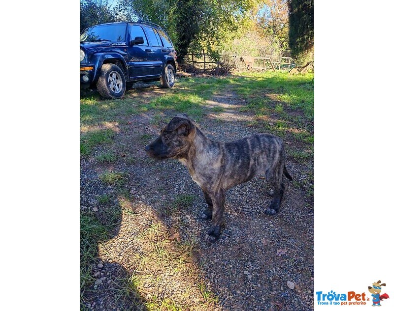 Cucciolo Rimasto Solo! tg Media - Foto n. 2