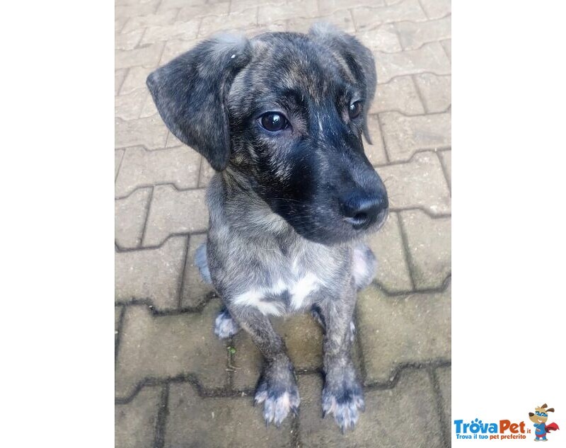 Cucciolo Rimasto Solo! tg Media - Foto n. 3