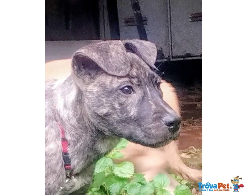 Cucciolo Rimasto Solo! tg Media - Foto n. 4