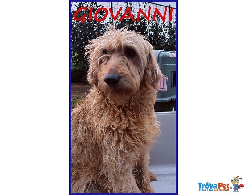 Giovanni Timido Spinoncino Cerca Affetto - Foto n. 1