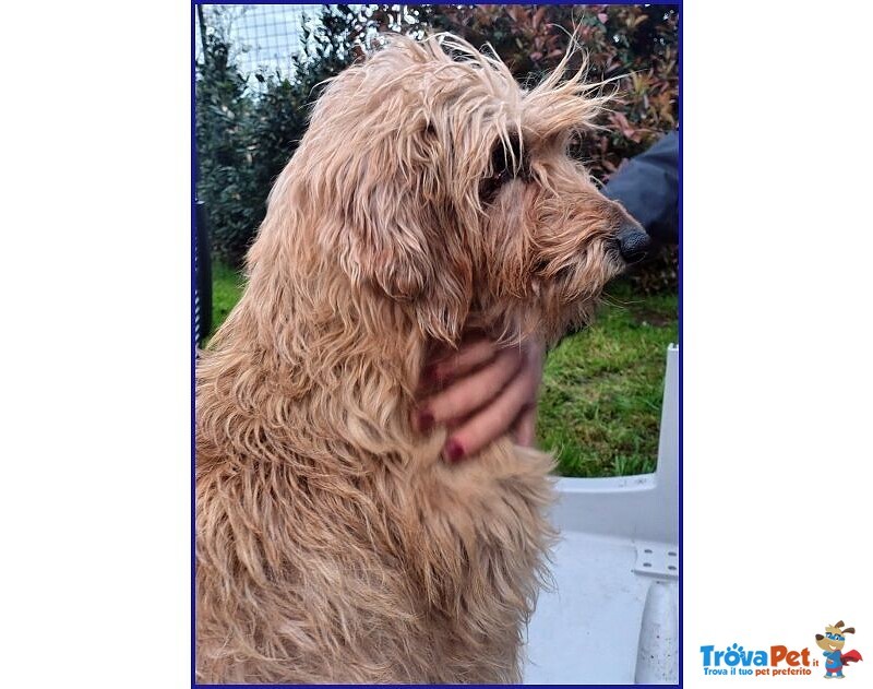 Giovanni Timido Spinoncino Cerca Affetto - Foto n. 3