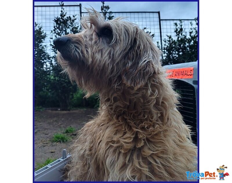 Giovanni Timido Spinoncino Cerca Affetto - Foto n. 4