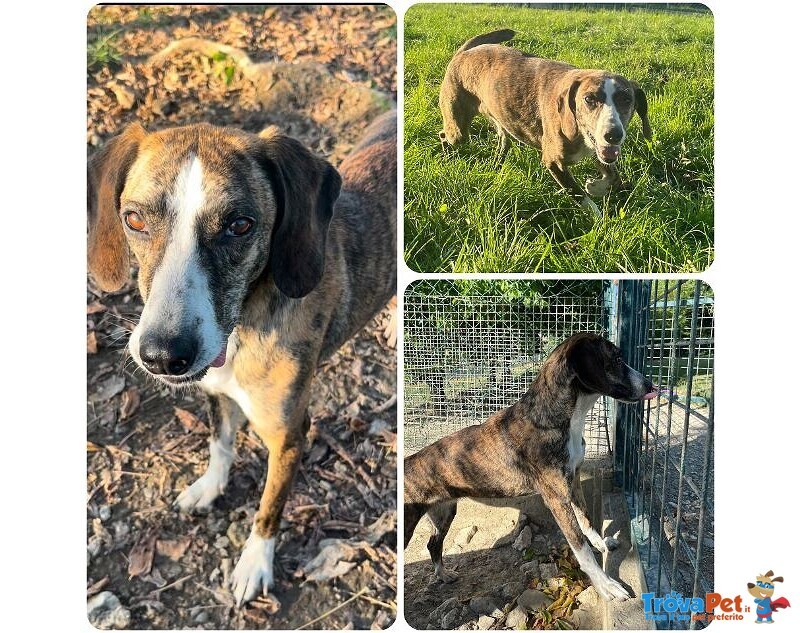 Brina 4anni Dolce ed Allegra - Foto n. 1