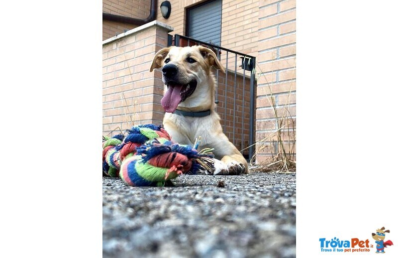 Raily 4anni Brava ed Affettuosa - Foto n. 2