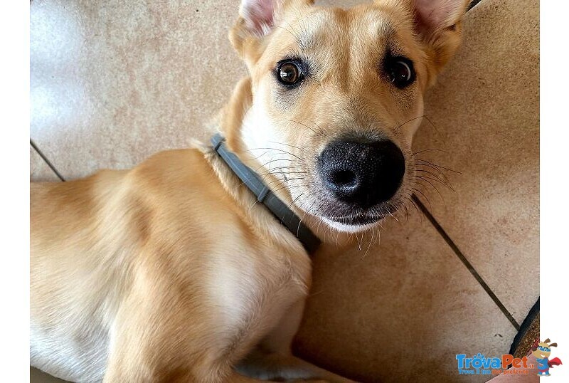 Raily 4anni Brava ed Affettuosa - Foto n. 3