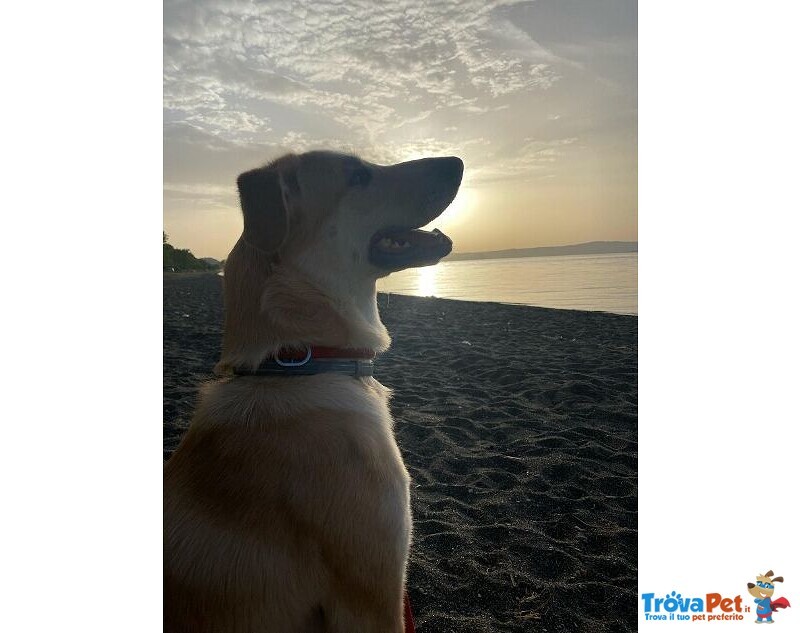 Raily 4anni Brava ed Affettuosa - Foto n. 4