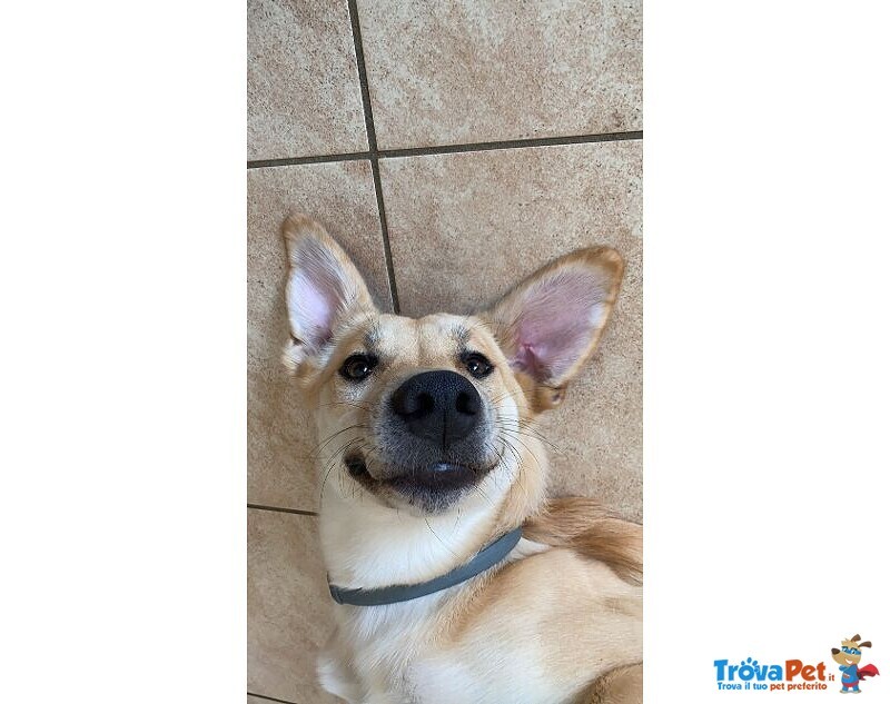 Raily 4anni Brava ed Affettuosa - Foto n. 5