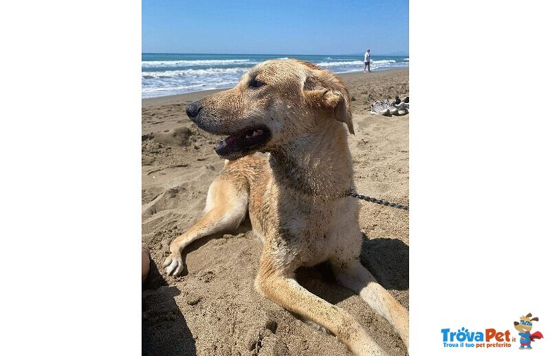 Raily 4anni Brava ed Affettuosa - Foto n. 6