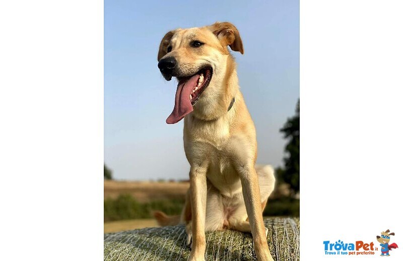 Raily 4anni Brava ed Affettuosa - Foto n. 7