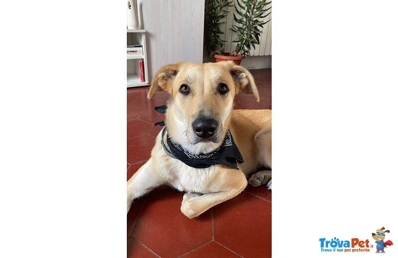 Raily 4anni Brava ed Affettuosa - Foto n. 8