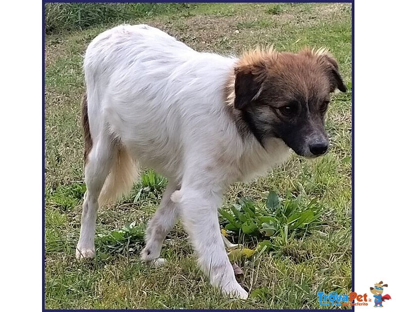 Metzcal Giovane tg Picc. Vuole le Coccole! - Foto n. 4