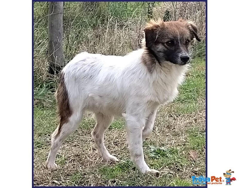 Metzcal Giovane tg Picc. Vuole le Coccole! - Foto n. 5