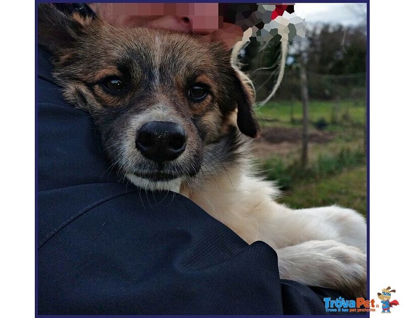 Metzcal Giovane tg Picc. Vuole le Coccole! - Foto n. 6