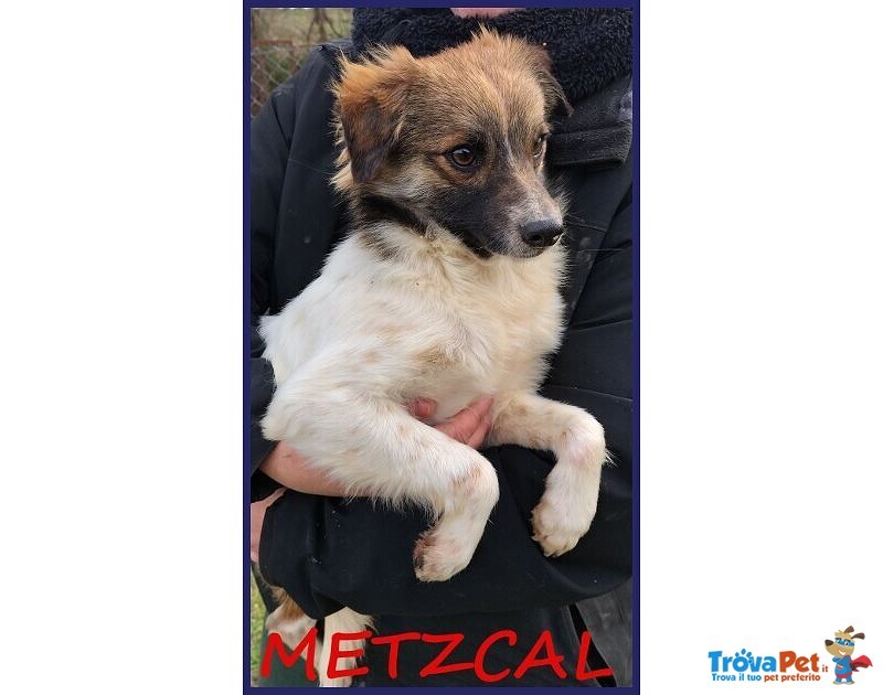 Metzcal Giovane tg Picc. Vuole le Coccole! - Foto n. 7