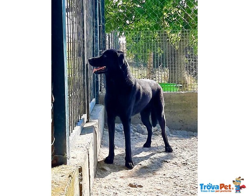 Aron 1anno Ideale per ogni Famiglia - Foto n. 2