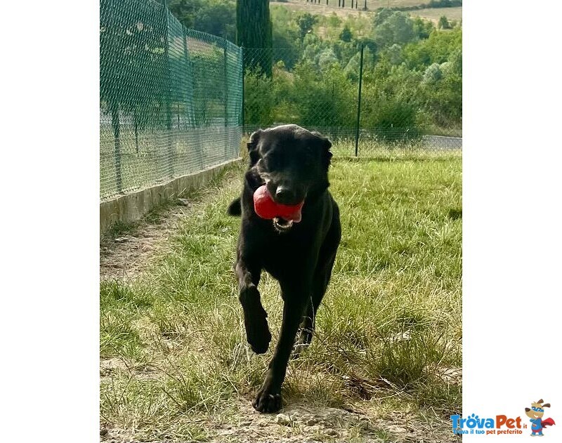 Aron 1anno Ideale per ogni Famiglia - Foto n. 3