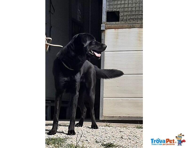 Aron 1anno Ideale per ogni Famiglia - Foto n. 4