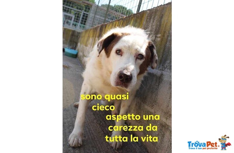 Giulio Nonnino Dolcissimo 35 Kg - Foto n. 1