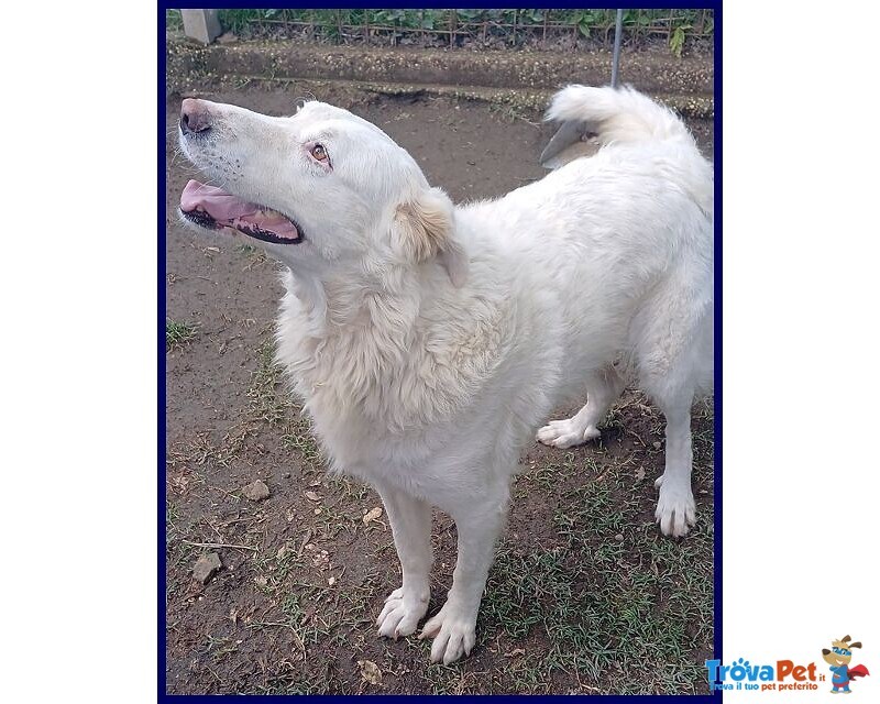 Bomba Giovane e Superaffettuosa - tg Abbondante - Foto n. 2