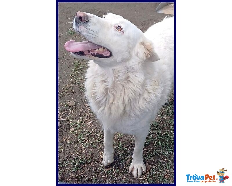 Bomba Giovane e Superaffettuosa - tg Abbondante - Foto n. 1