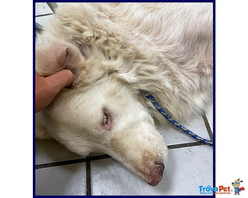 Bomba Giovane e Superaffettuosa - tg Abbondante - Foto n. 3