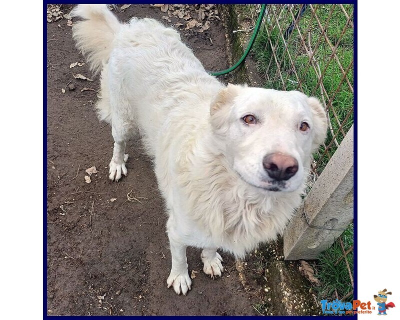 Bomba Giovane e Superaffettuosa - tg Abbondante - Foto n. 5