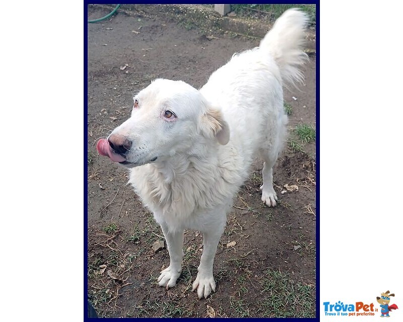 Bomba Giovane e Superaffettuosa - tg Abbondante - Foto n. 6