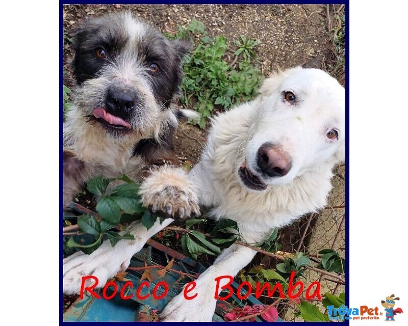 Bomba Giovane e Superaffettuosa - tg Abbondante - Foto n. 7