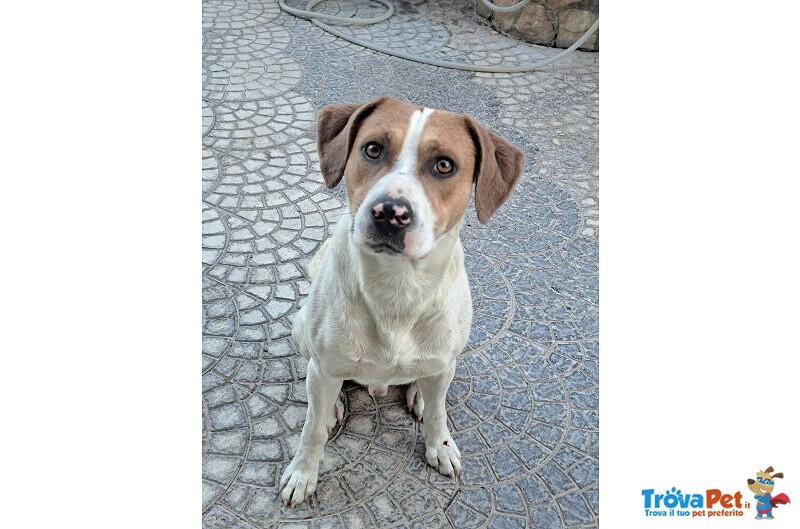 Beppe 5anni un Tenerone - Ottimo Carattere - Foto n. 1