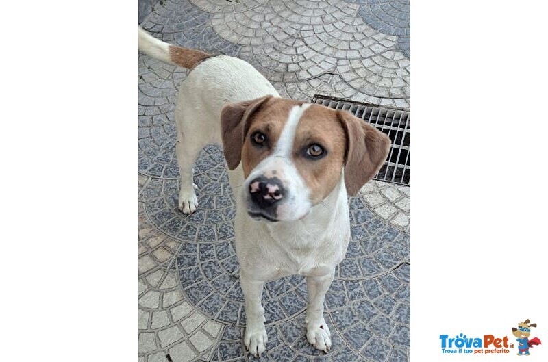 Beppe 5anni un Tenerone - Ottimo Carattere - Foto n. 2