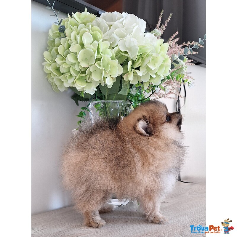 Spitz Tedesco Nano - Foto n. 7