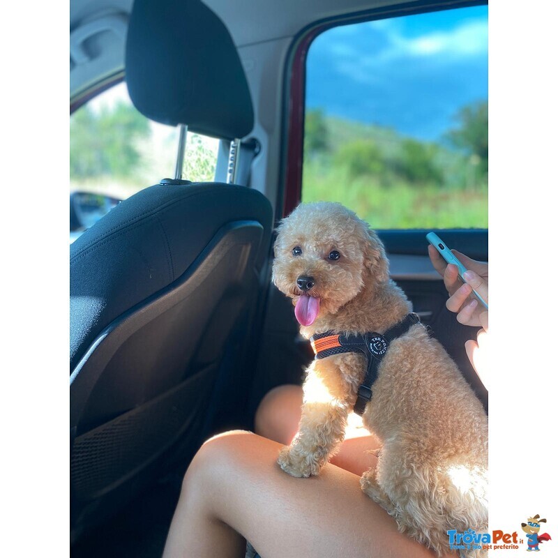 Disponibile per Accoppiamento: Cerco Barboncina Femmina - Foto n. 1