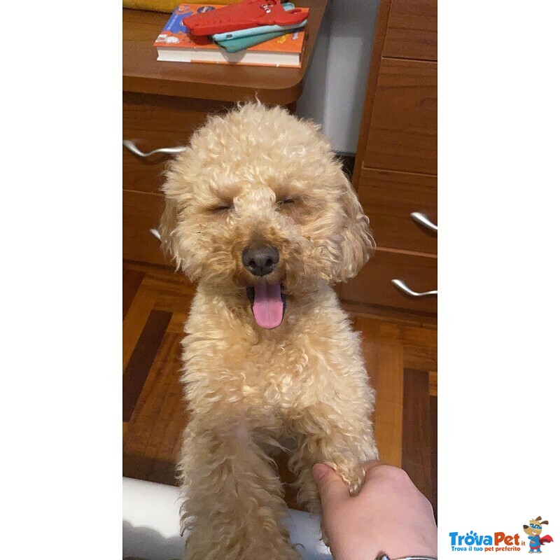 Disponibile per Accoppiamento: Cerco Barboncina Femmina - Foto n. 2